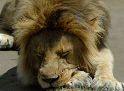 1.-Searching-for-Lions-5-day-Safari