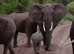 1.-Tracking-down-elephants-day-Safari