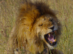 1.-Wildlife-Preditors-new