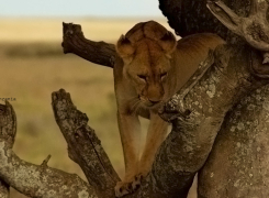 2.-Searching-for-Lions-5-day-Safari