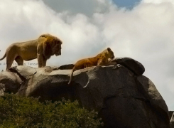 3.-Searching-for-Lions-5-day-Safari-edited