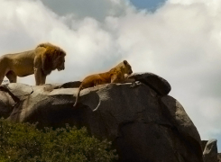 3.-Searching-for-Lions-5-day-Safari