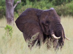 3.-Tracking-down-elephants-day-Safari