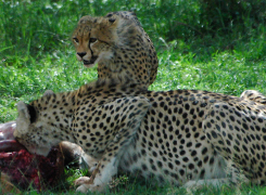 Big-Five-Quest-6-day-Safari-2b