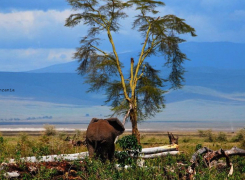 Ngorongoro-Direct-2-day-Safari-3b