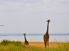 Pure-Afro-10-day-Safari-2