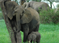 Safari-Tours-1-edited