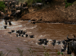 Serengeti-Migration-8-day-Safari-2