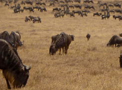 Serengeti-Migration-8-day-Safari-2z-edited
