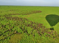 Wildebeest-Migration-by-Miracle-Experience-in-the-Serengeti