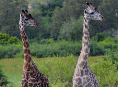 Wildlife-3-new-edited