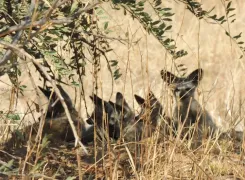 bat-eared-fox-babies-in-Ruaha