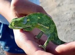 chameleon