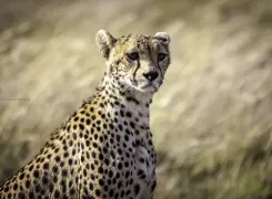 cheetah-chui