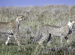 cheetahs-edited