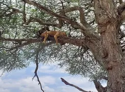 lioness-on-the-tree-relaxing