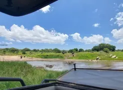 on-safari-Tarangire-elephants