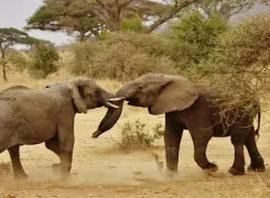 two-elephant-babies