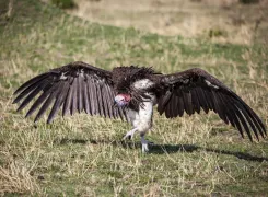 vulture