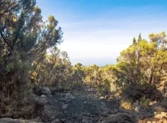 Kilimanjaro-bushes