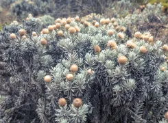 Kilimanjaro-flowers
