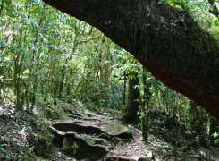 Trekking-Marangu-Route-1-edited