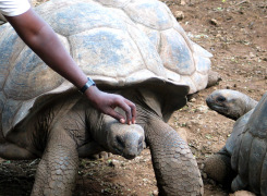 Zanzibar Prison Island with Giant Tortoises