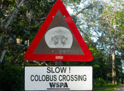 Colobus Crossing sign at Jozani Forest, Zanzibar