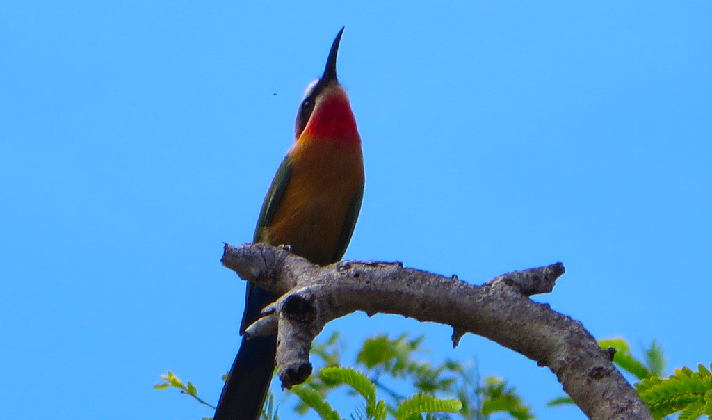 Wildlife _ Birds