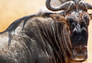 Serengeti Migration