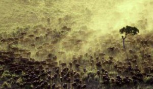 Aerial view of a large buffalo herd at down, southern Tanzania