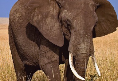 Tracking Down Elephants