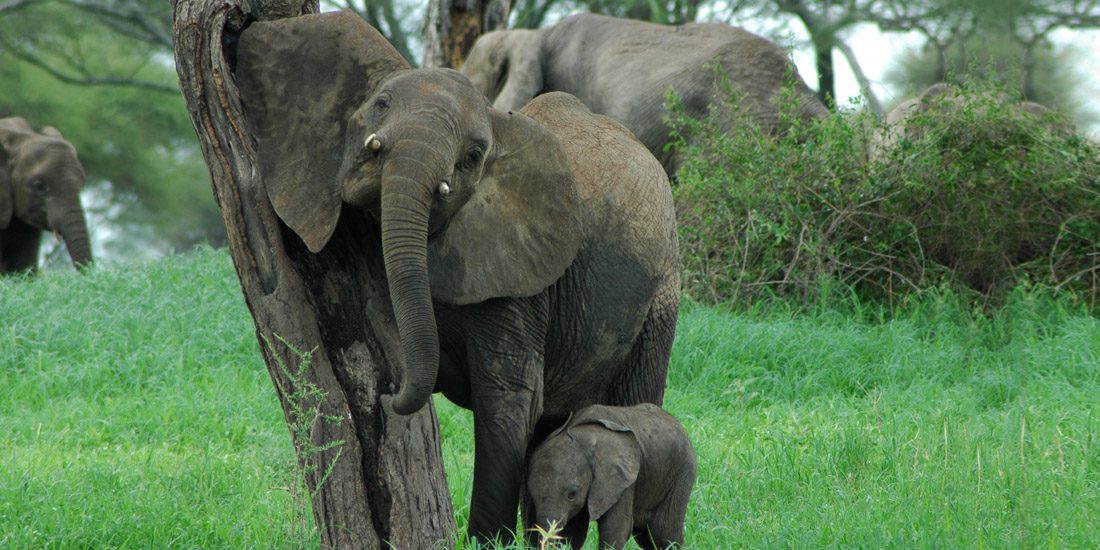 Elephant mother scratching her head against a tree beside her calf, Tanzania