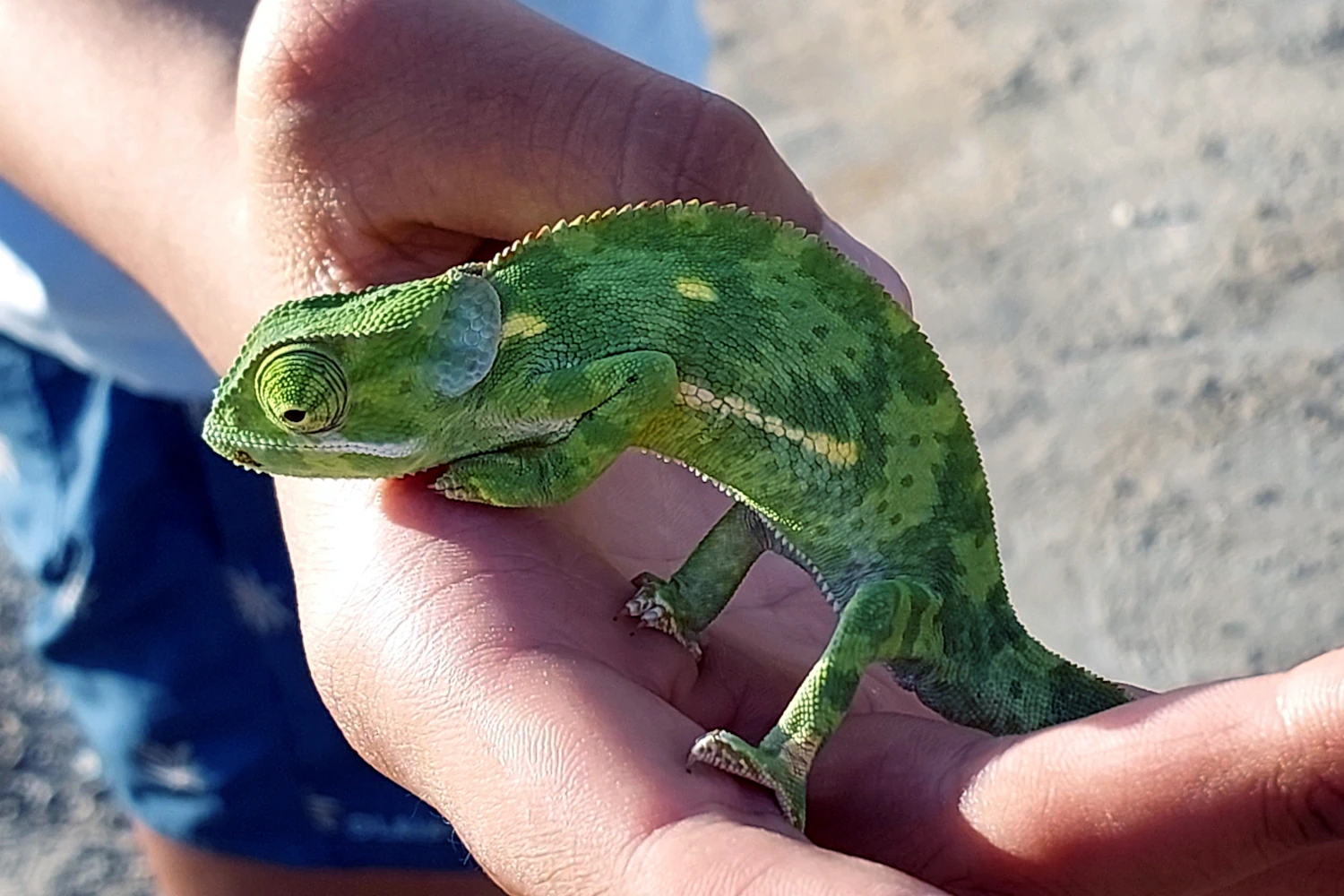 Chameleon held gently in a hand, Tanzania