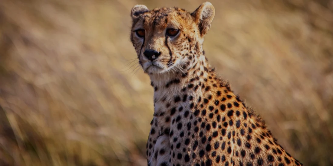 beautiful cheetah in the Serengeti
