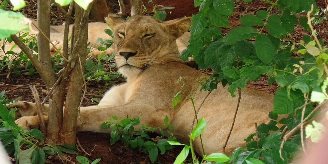 Lioness lying lazily in the bush, Tanzania