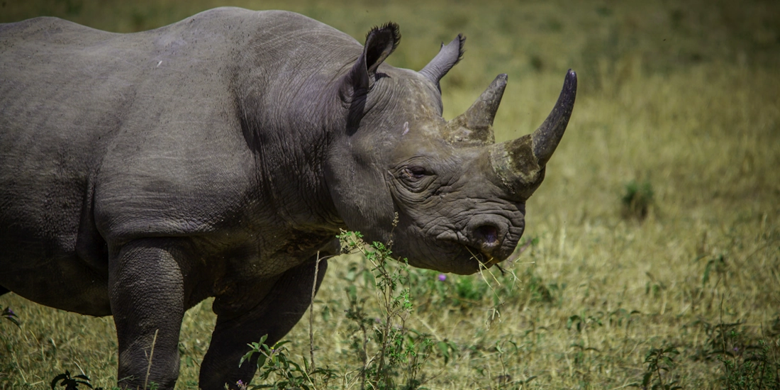 Black rhino in the Ngorongoro Crater