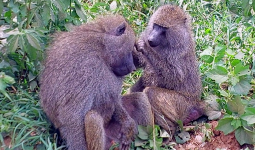 Baboons grooming each other, Tanzania