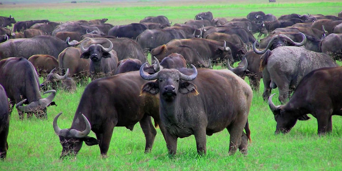 Large buffalo herd, Arusha National Park