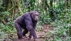 chimpanzee walking in the forest, Gombe Stream