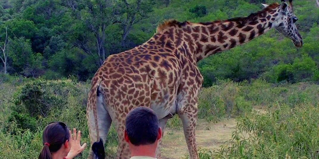 Close encounter with a giraffe, Arusha National Park