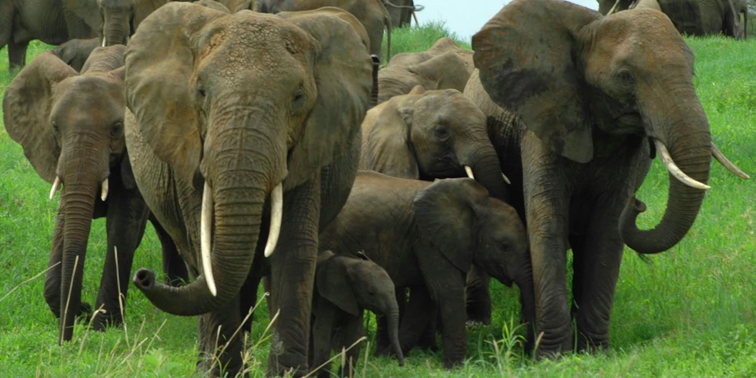 Herd of elephants with calves, Tarangire National Park