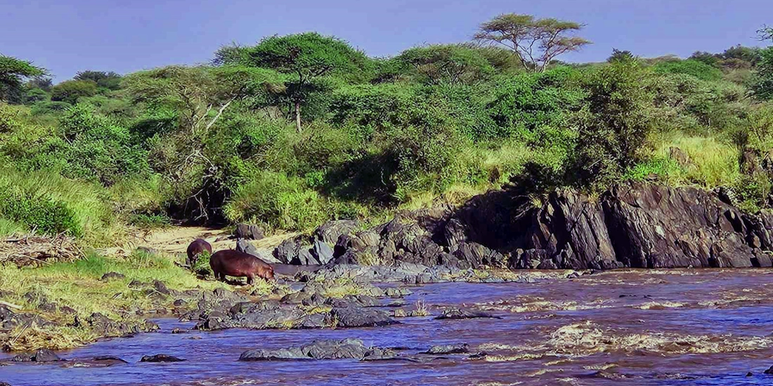 Hippos heading into the lake, Selous / Nyerere Park