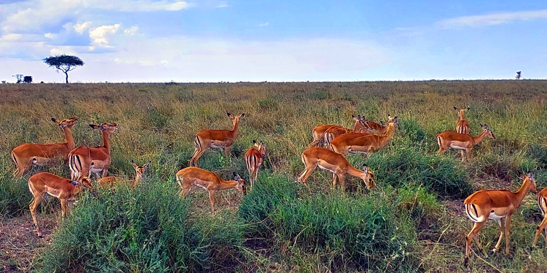A harem of impala grazing on the Serengeti plains