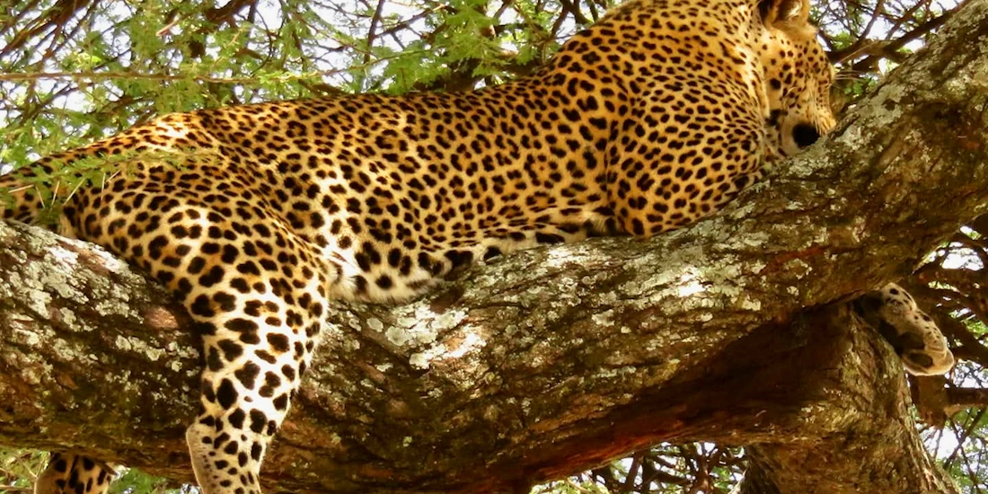 Leopard resting in a tree, Serengeti
