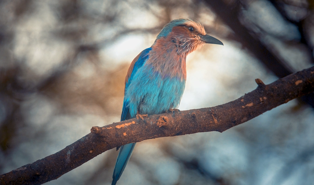 Lilac-breasted roller perched on a branch, Tanzani