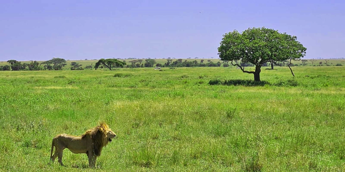 Male lion in the savannah, Tanzania