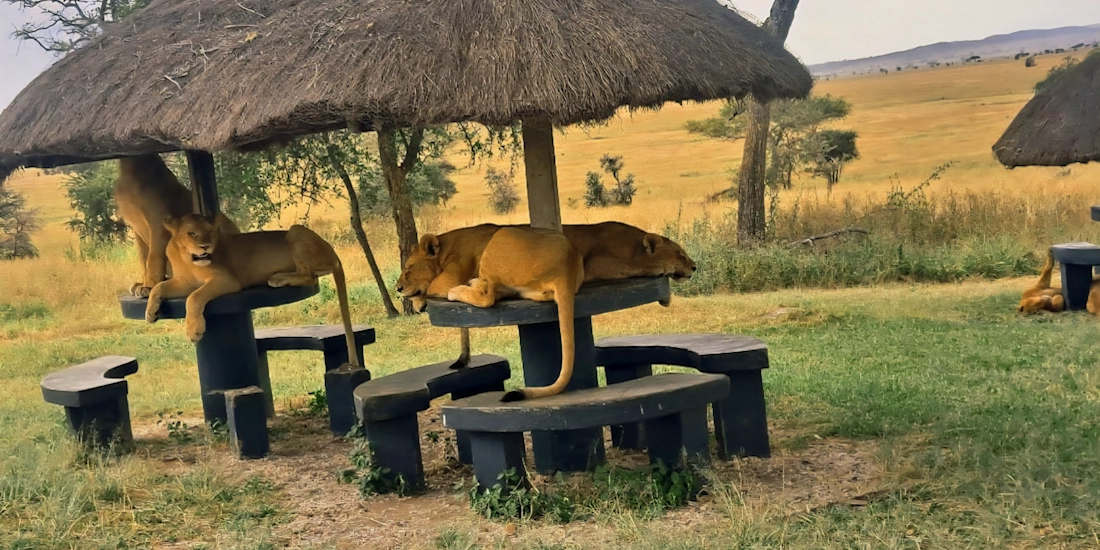 Lions resting on the picnic tables at a Serengeti picnic site