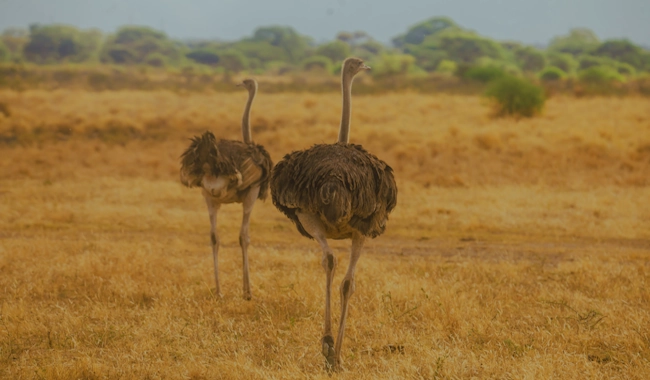Two ostriches walking across the savannah, Tanzania