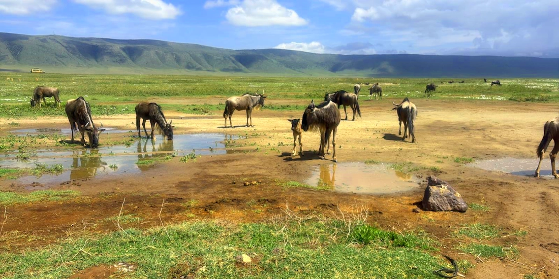 Wildebeest with young calves, Ngorongoro Crater
